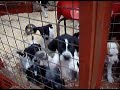 Avalanche of puppies.mpg