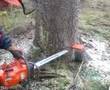 Logging with Husqvarna 372