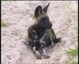 Vah�i K�pekler belgeseli video.