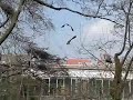 Heronry; arial dispute Heronry; arial dispute