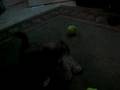 videos de Porkchop