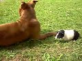 Pitbull and Guinea Pig playing