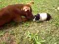Pitbull and Guinea Pig playing
