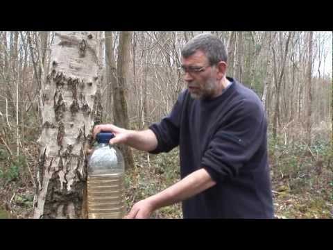 how to replant a birch tree