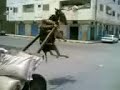 arab comedy arab comedy