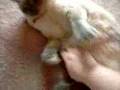 RE: How To Annoy Your Cat... The Nice Way!