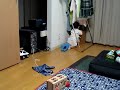 gomibako gomibako