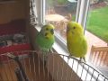 Budgie Jabber