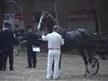Dutch Harness Horse mare Zalina Dutch Harness Horse mare Zalina