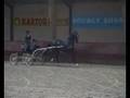 videos de Dutch Harness Horse mare Zalina