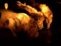 Male lions drinking at night