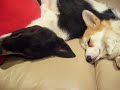 Woody border collie with Scrumpy corgi Woody border collie with Scrumpy corgi