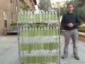 Algae Biofuel