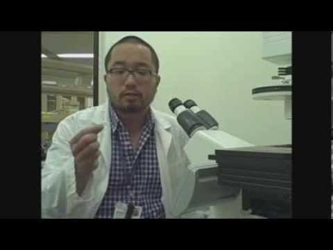 how to isolate epithelial cells