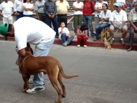 dogo de burdeos