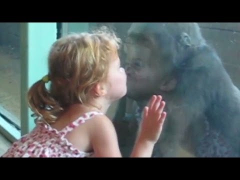 Distraction: Girl apes baby gorilla