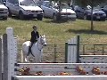 Large Pony 1-Ladybug