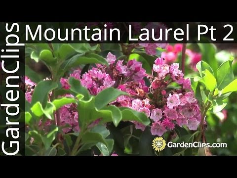 how to fertilize mountain laurel