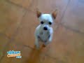 El baile canino con mas ritmo