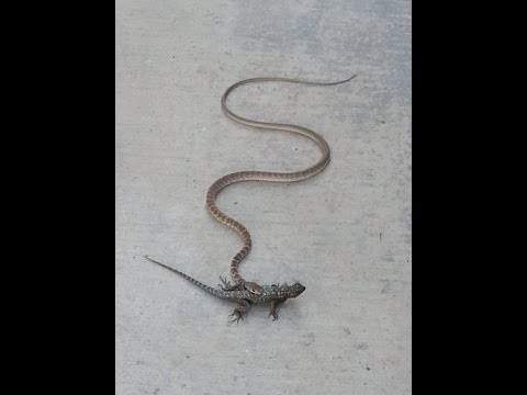YouTube reptile video