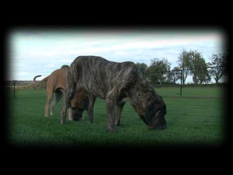 fila brasileiro