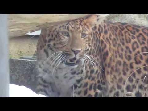 tiger %