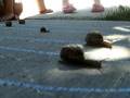 snail race