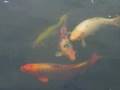 videos de SKEGNESS SEAL SANCTARY 29/8/2008