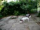 Dogbook Movie: Naughty Mojo!