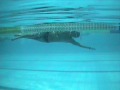 SpearSwitch - UnderSwitch Freestyle Drill TI Coach Gadi Total Immersion Israel שחייה