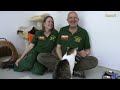 Click here to watch this video Katzenvermittlung - Mai/Juni 2012 (Tierheim Hannover TV)