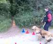 Guide-Dogs-Training-