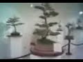 Exhibici�n de bonsai-semana cultural de Jap�n lima Oct.2007