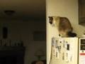 Flying Feline