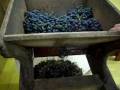 Elaboración de Vino