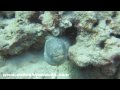 Oahu Scuba Diving- Oahu's wreck diving