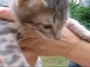 Choosing a Bengal Cat - これは 猫です