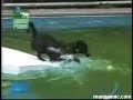 Perro cojiendo pelota de piscina (DeChiste.Com)