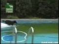 perro inteligente nadador