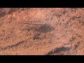 Apistogramma-Bach