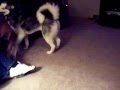 Kanook and Morgan playing
