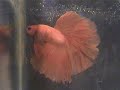 bettas betta splendens siamese fighting fish dvd