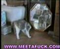 Lustige Katzen