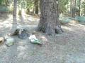 videos de Burt's kids, our tree.