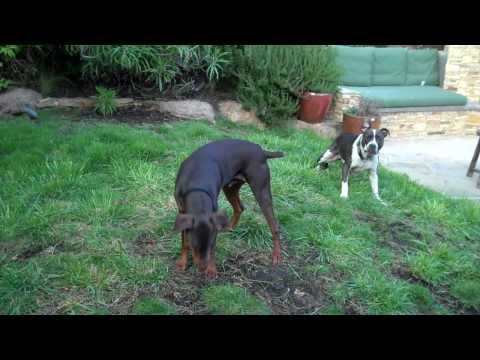 pitbull i doberman