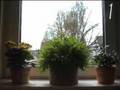 Neulich auf der Fensterbank