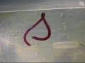 12 inch worm 12 inch worm