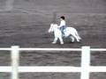 Miniature Horse Pole Bending!!!! Cute Alert!!!!!
