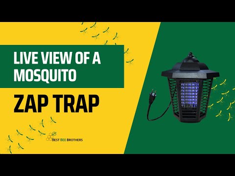 image preview of video showcasing A Live View of Zap Trap in Northern Wisconsin