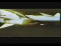 Azadi e mihan (Avaye vatan)-wmv